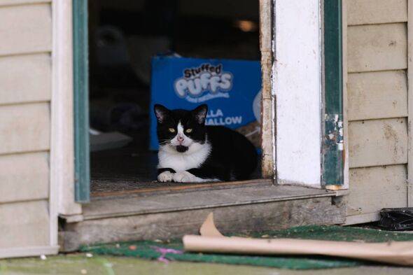 A cat looks out from a side door opening of a home where authorities say they removed 16 children and arrested four adults in Ha