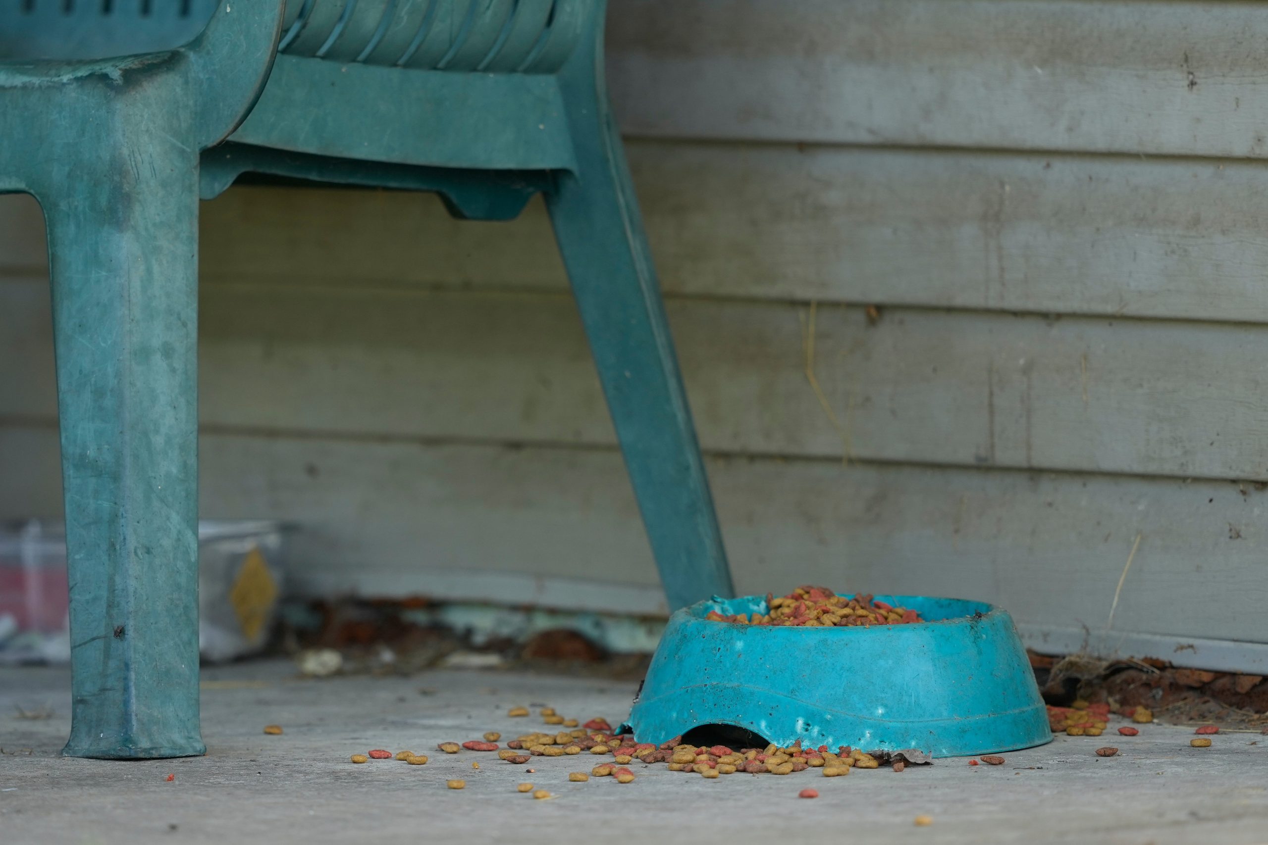 Pet food was seen left in bowls on the property’s porch