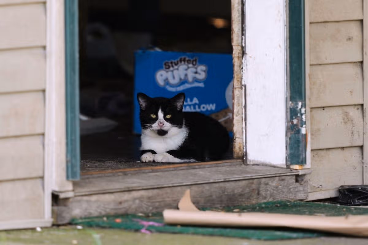 A cat looks out from a side door opening of a home where authorities say they removed 16 children and arrested four adults in Hamden, Ohio