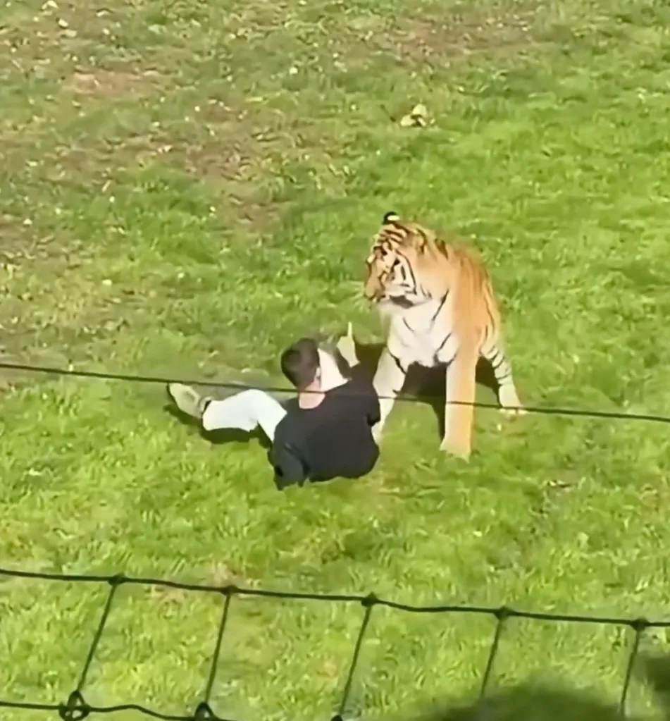 A man lying on the grass in a tiger enclosure at The Yorkshire Wildlife Park, facing a standing tiger.
