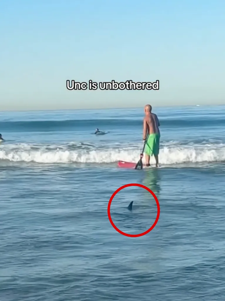 A shark's fin is visible in the water near a paddleboarder and other surfers off a Southern California beach.