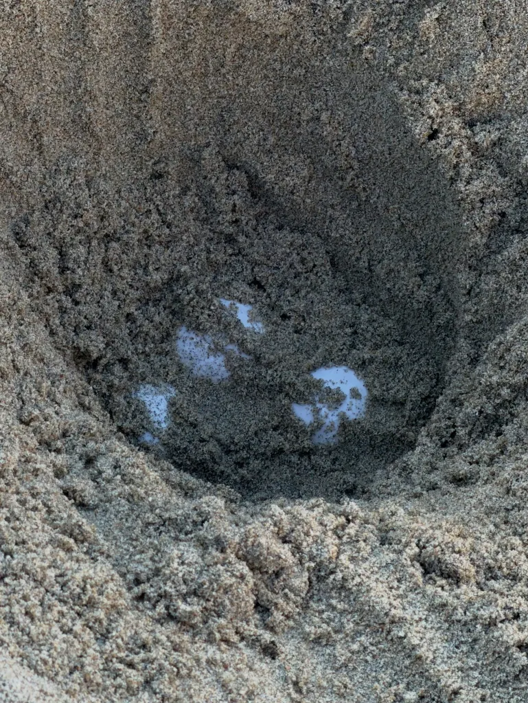 Sea turtle eggs nestled in a sandy nest in Huntington Beach, California.