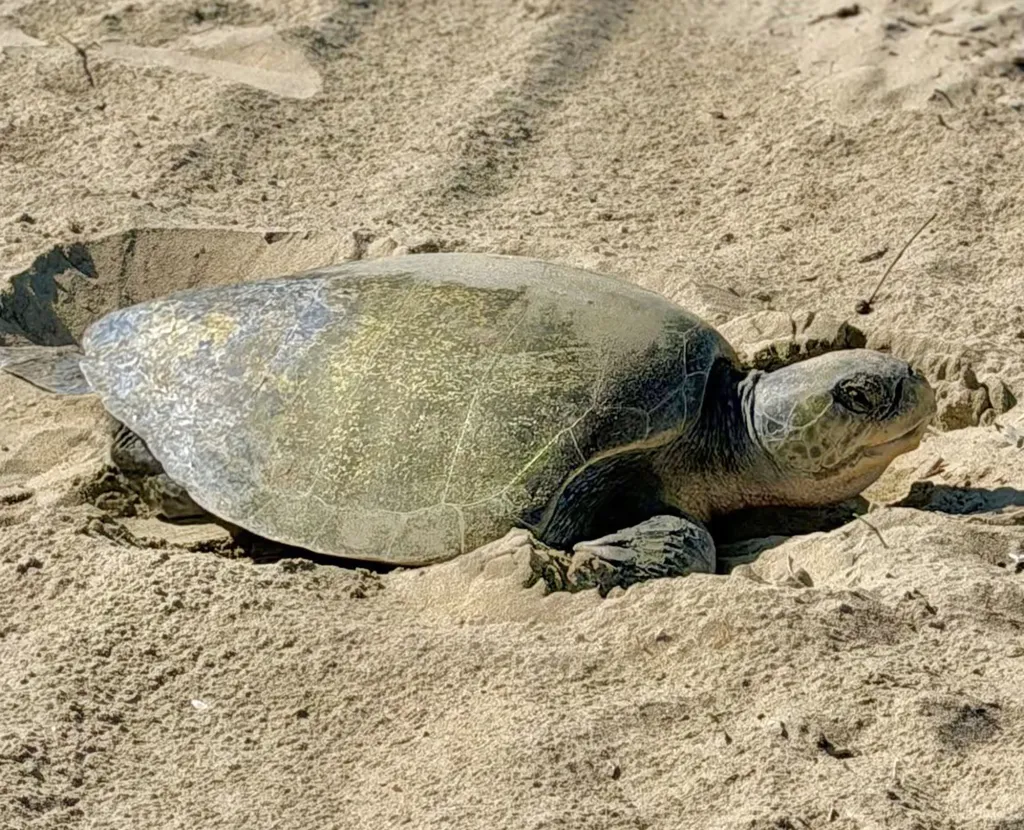 A sea turtle nests in Seal Beach, California.
