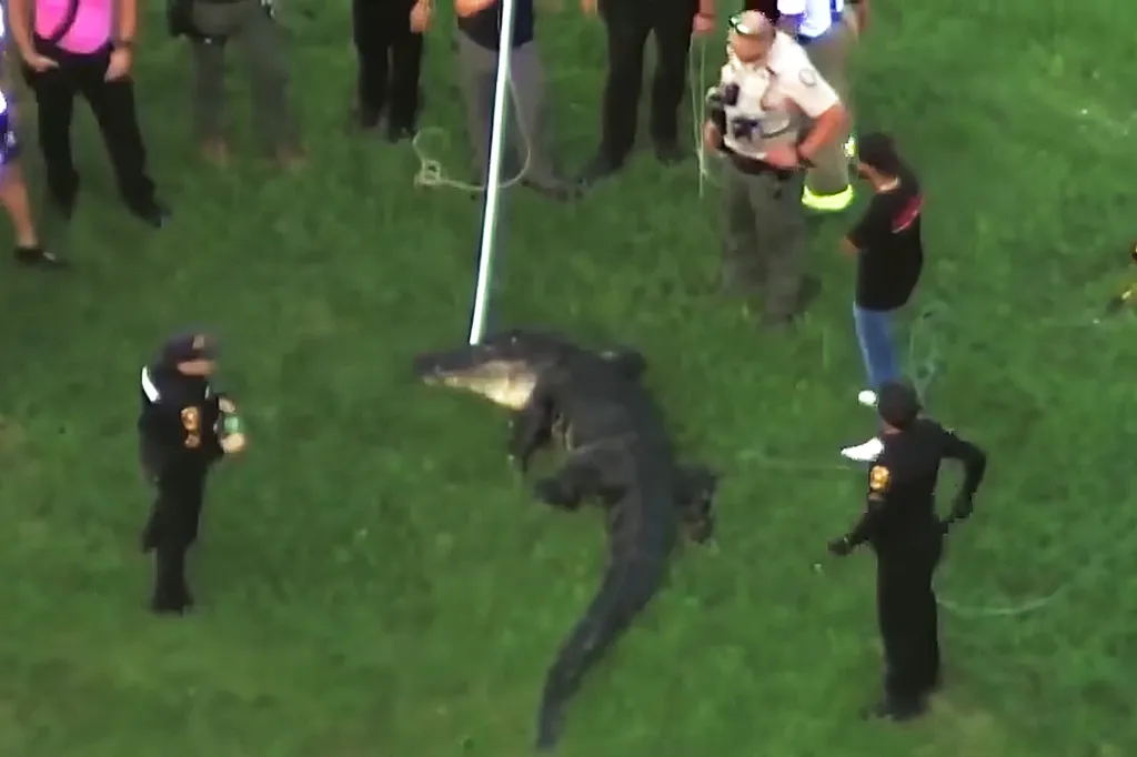 An aerial view of wildlife officials and law enforcement surrounding a large alligator on a grassy area.