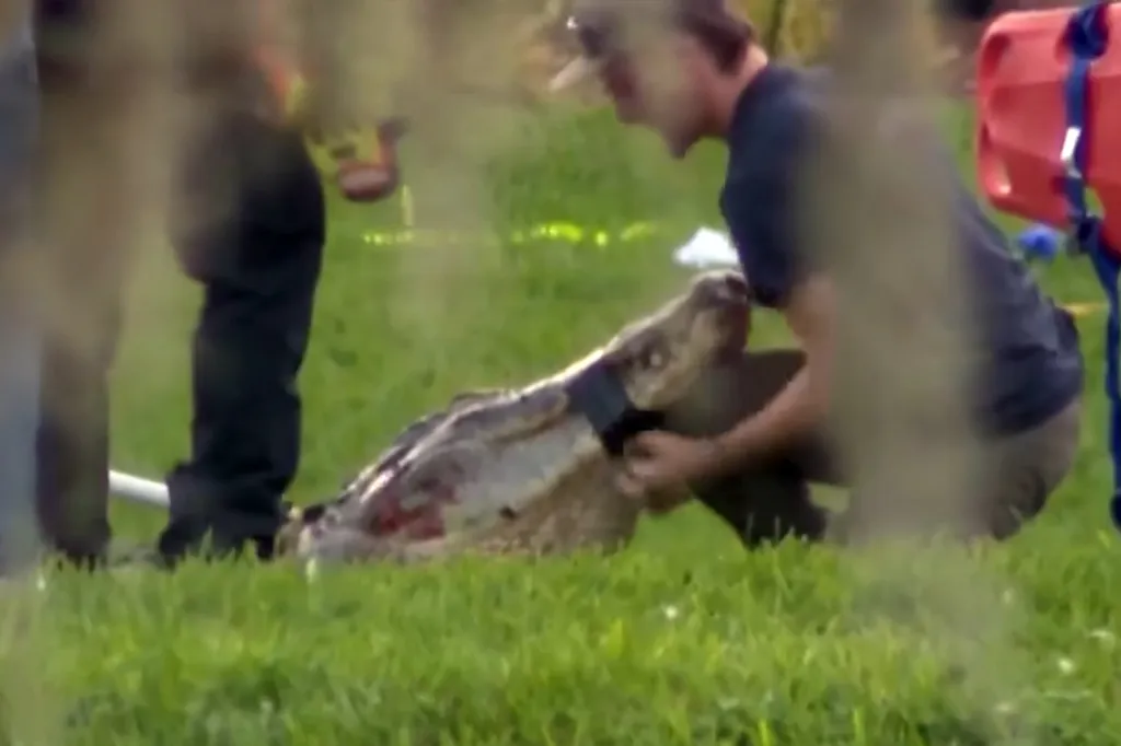 A man kneeling on grass next to a large alligator.