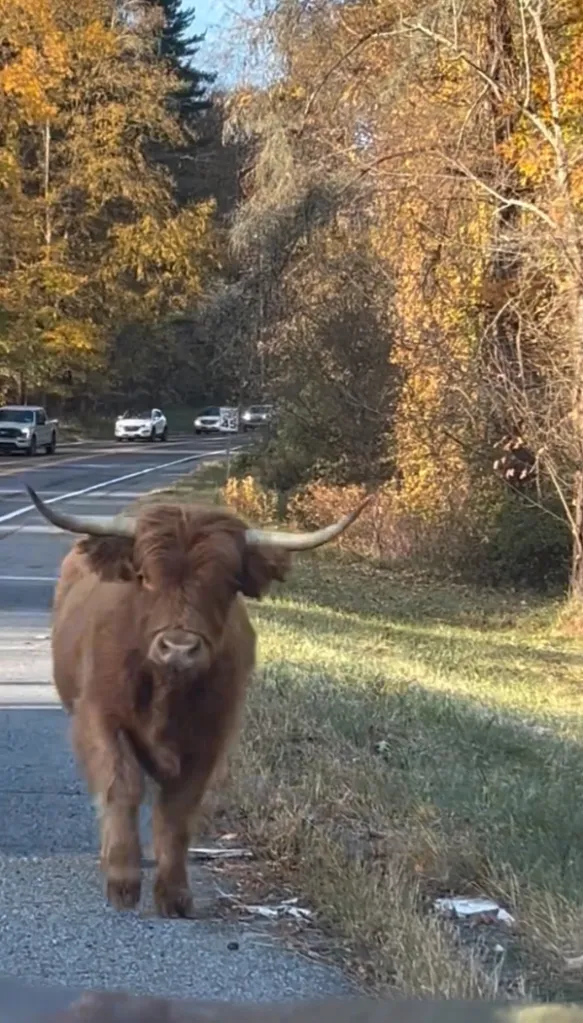 A long-horned brown cow walking along the side of a road with cars in the background.